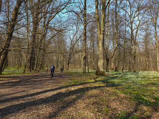 spring in the forest, beginning of spring, first flowers, late autumn, European forest