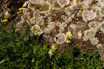 Wildflowers and lichens growing on rock surface