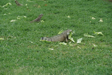 Group of yuwanas or iguanas, large lizard feeding on a cabbage leaf in a meadow near the sea on the tropical Caribbean island of Aruba in the town of Oranjestad.