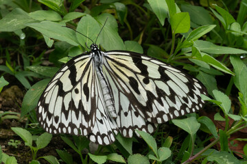 Closeup of a tree nymph butterfly (Idea leuconoe), Naha, Okinawa, Japan. Also known as rice paper kite butterfly. Of Southeast Asian origin, but also found in Taiwan and the southern islands of Japan.