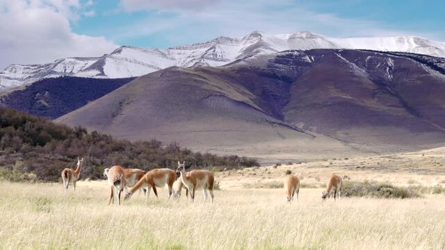a wide shot of a herd of guanaco grazing in front of snow covered mountains at torres del paine national park in patagonia, chile