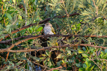 A female black cuckoo on a branch in Kruger National Park, South Africa; Campephaga flava species from the family Campephagidae