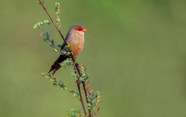 common Waxbill bird perched on the branch of a tree