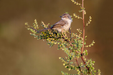 The Rufescent Prinia (Prinia rufescens) is a small warbler with rufous-brown upperparts, a whitish underbelly, and a long, slightly graduated tail.