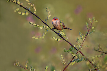 common Waxbill bird perched on the branch of a tree