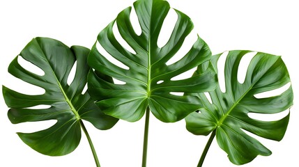 Three Monstera Deliciosa Leaves on a White Background