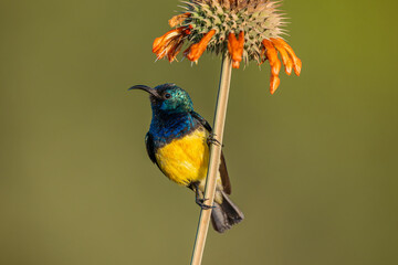 The variable sunbird (or yellow-bellied sunbird), Cinnyris venustus