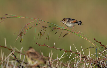 Bright-capped Cisticola (Cisticola exilis) perching on grass and green background in the morning.