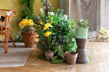 Composition of home garden interior is filled with many beautiful plants and flowers in different...