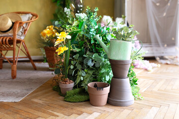 Composition of home garden interior is filled with many beautiful plants and flowers in different pots. Home gardening concept. Home jungle. Greenhouse with plants, daffodil in pot and watering can.	
