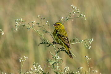 Yellow canary (Serinus flaviventris),Brimstone canary male sitting on a bush, South Africa, Kgalagadi Transfrontier National Park