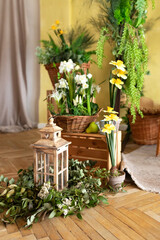 Composition of home garden interior is filled with plants and flowers in different pots. Home jungle. Interior design greenhouse with wooden lantern on floor, rattan chair, straw hat, daffodils in pot
