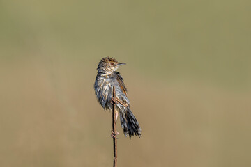 Levaillant's Cisticola (Cisticola tinniens) at sunrise with wet plumage near McGregor, Western Cape, South Africa