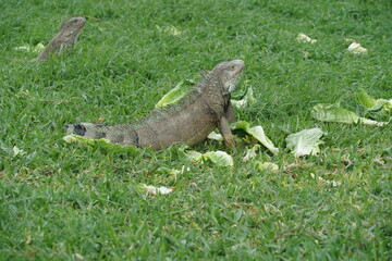 Iguana, large lizard feeding on a cabbage leaf in a meadow near the sea on the tropical Caribbean island of Aruba in the town of Oranjestad.