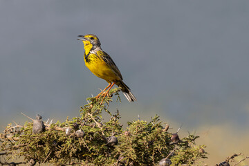 Yellow-throated longclaw ( Sarı gerdanlı incir kuşu )Macronyx croceus, beautiful songster