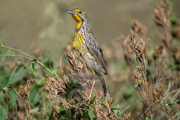 Yellow-throated longclaw ( Sarı gerdanlı incir kuşu )Macronyx croceus, beautiful songster