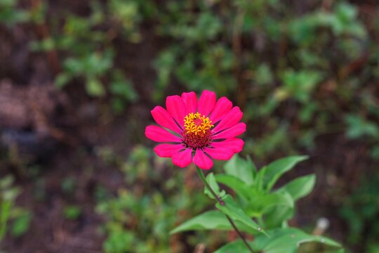 Close up of blooming pink zania flower in the blurred green garden background