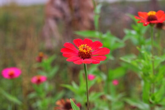 very beautiful red zania flower plant