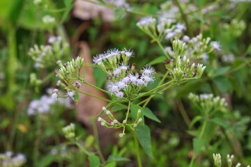 White flower of chromolaena odorata plant