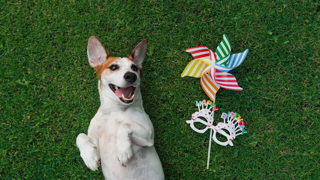 Cute dog jack russell laying on the grass with party eyeglasses and rainbow pinwheel. Pet on Birthday party.&nbsp; Holiday concert.