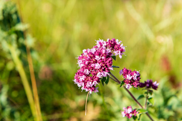 oregano, Origanum vulgare