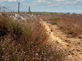 Strada rocciosa verso la costa marina della campagna salentina 443