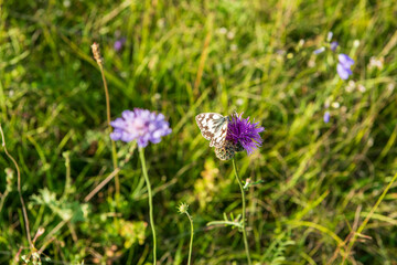 checkered butterfly, Melanargia galathea