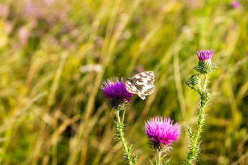 checkered butterfly, Melanargia galathea