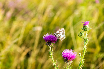 checkered butterfly, Melanargia galathea