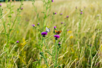 checkered butterfly, Melanargia galathea