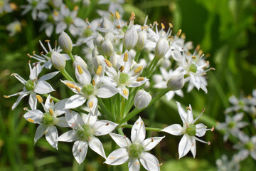 庭に咲いたかわいいニラの白い花