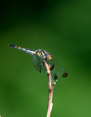 dragonfly on a leaf