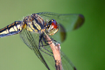 dragonfly on a branch close-up. macro