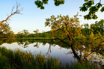 trees and lake