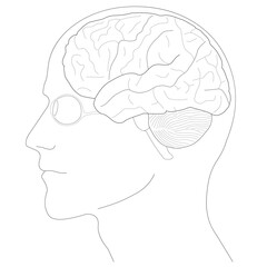 Human brain anatomy structure illustration