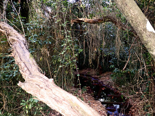 Foresta pluviale tropicale 821