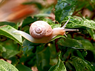 Lumaca che striscia sulle foglie verdi del giardino, Primo piano 830b