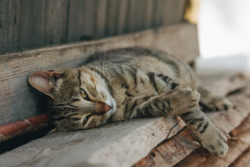 cat sleeping on the bench