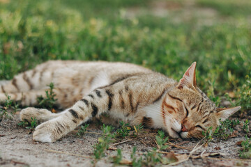 cat sleeping on the grass