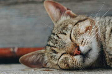 Naklejka premium cat sleeping on the bench