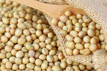 Closeup of Heap of Dried Soybeans Poured from Burlap Bag