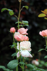 Closeup of a peach coloured Rose bud, North Yorkshire England
