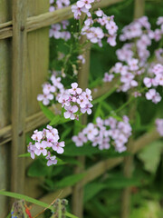 Closeup of Dame's violet flowers, North Yorkshire England
