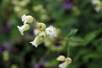 Macro image of Fringed-flowered campion blooms, North Yorkshire England
