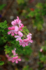 Macro image of pink Rose-scented geranium blooms with rain drops, North Yorkshire England
