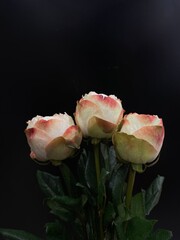 roses on black