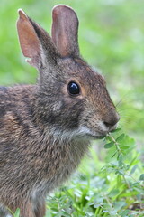 A very close-up portrait shot of a wild grey bunny rabbit eating the green grass.