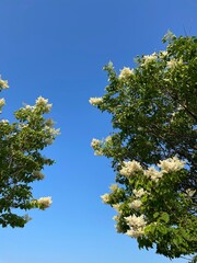 tree and blue sky