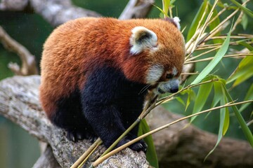 Red Panda eating bamboo