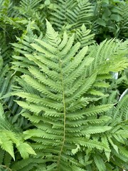 fern leaf background